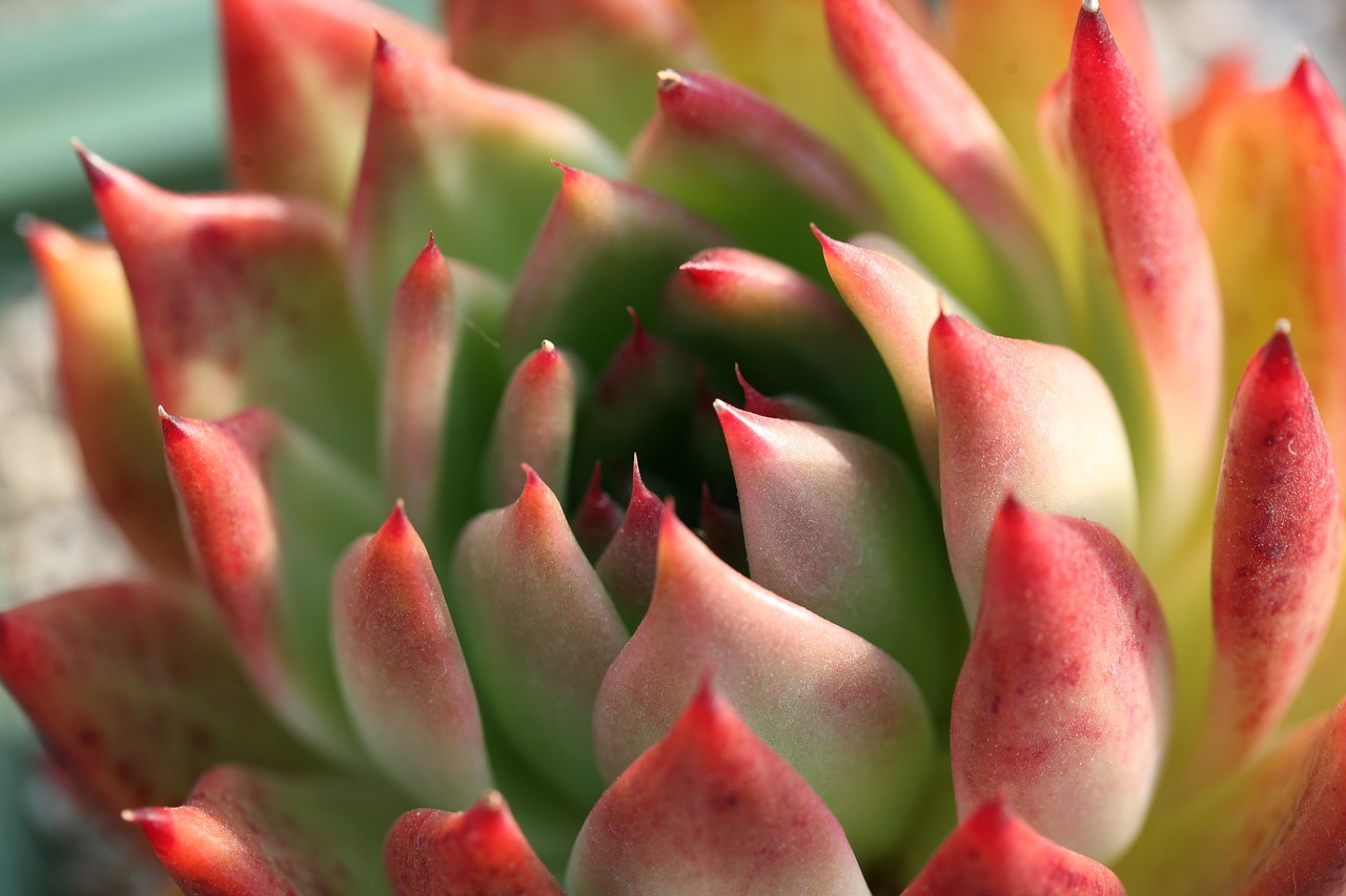 How to Plant and Grow a Succulent Garden